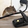 6 Pack Mouse Traps Reusable Rat Trap Mice Snap Trap Effective Mouse Catcher Quick 'N Vole Effective Mice Control with Unique Jaw Design That Captures